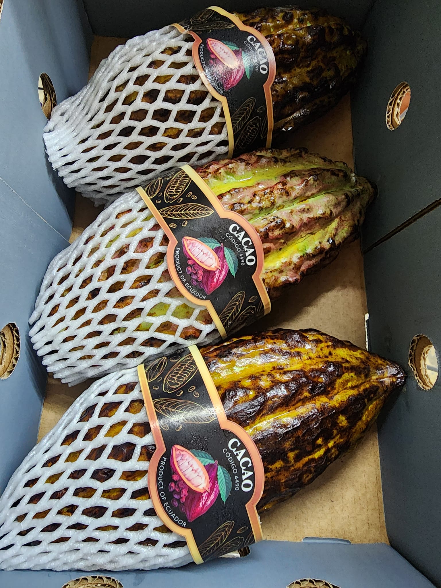 cacao_2048x.jpg?v=1696379467