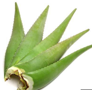 Aloe Leaves