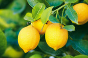 Lemons - 2 per order